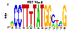 SRF Motif