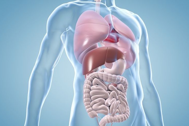 Possible signal pathway in the fight against obesity-related fatty ...