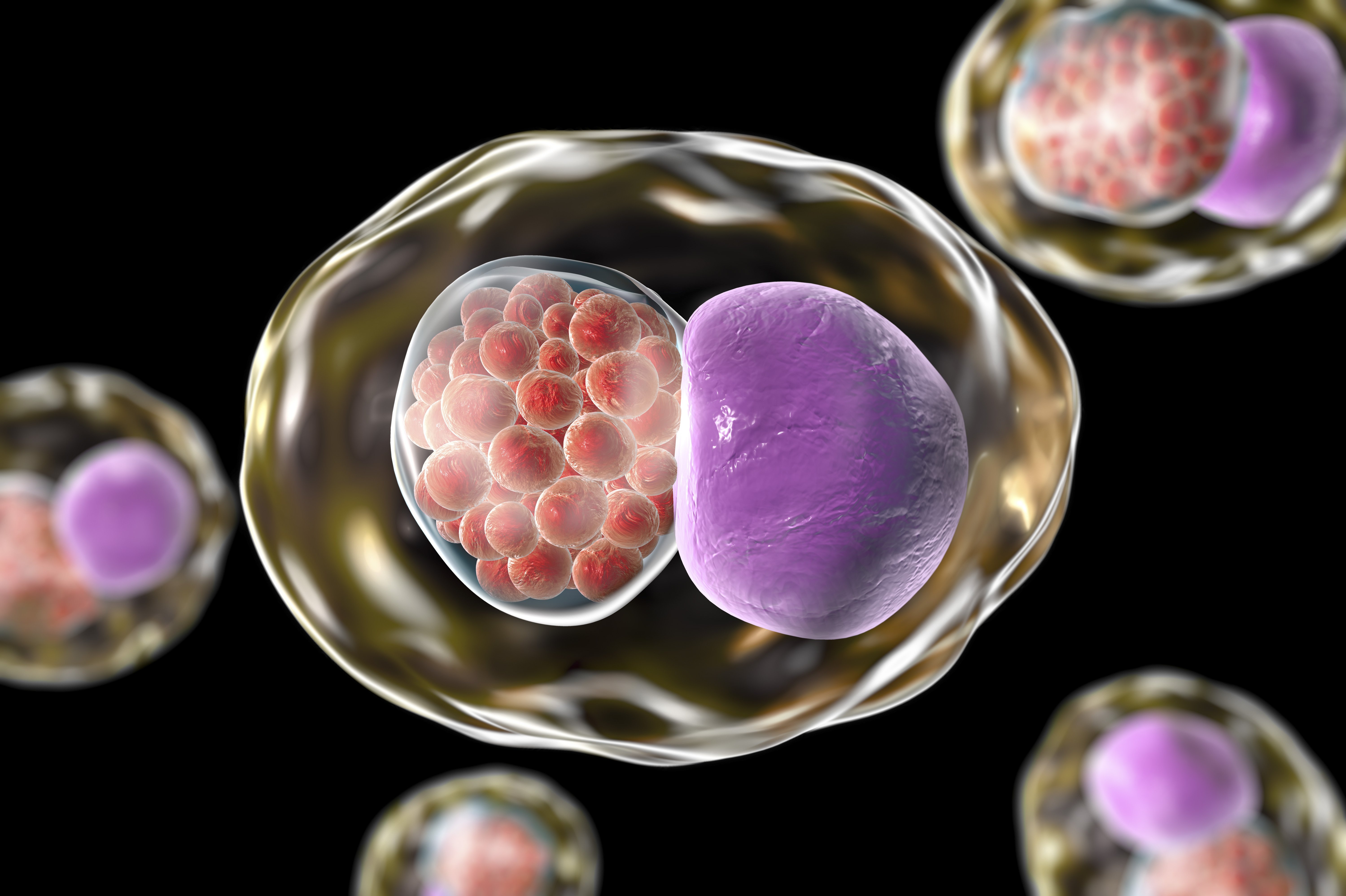 Антитела к хламидии (Chlamydia trachomatis), IgM